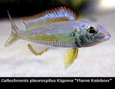 Callochromis Pleurospilus Kigoma Flame Rainbow