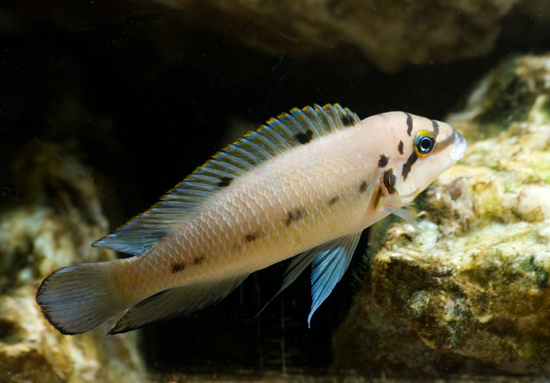 Chalinochromis ndobhoi