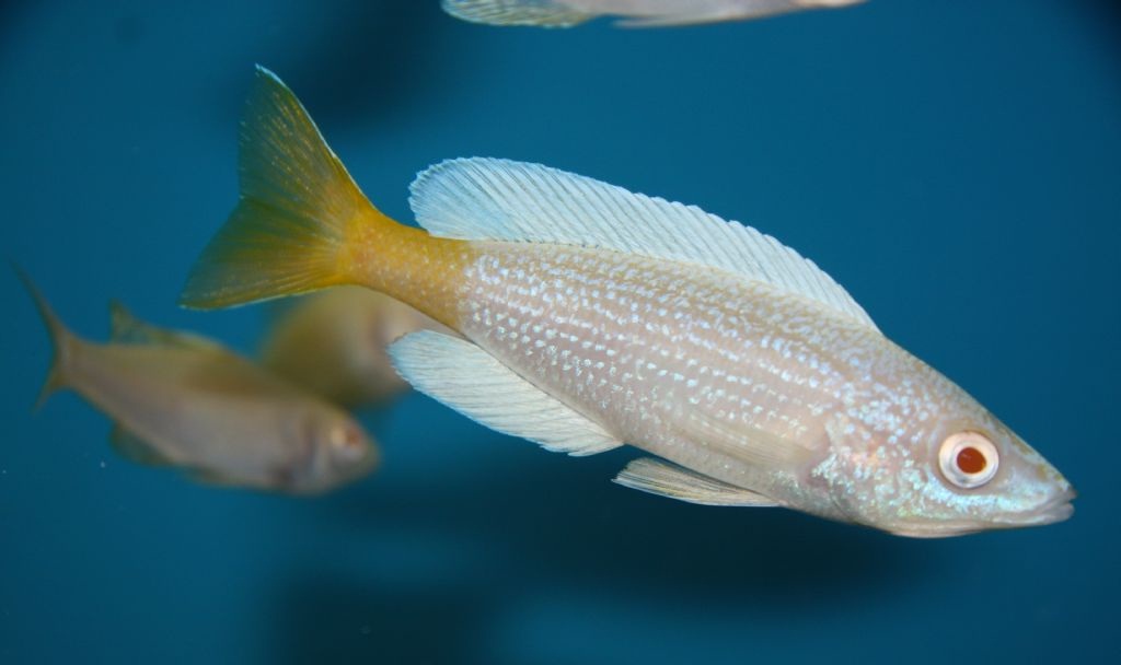 Cyprichromis leptosoma Kitumba albino