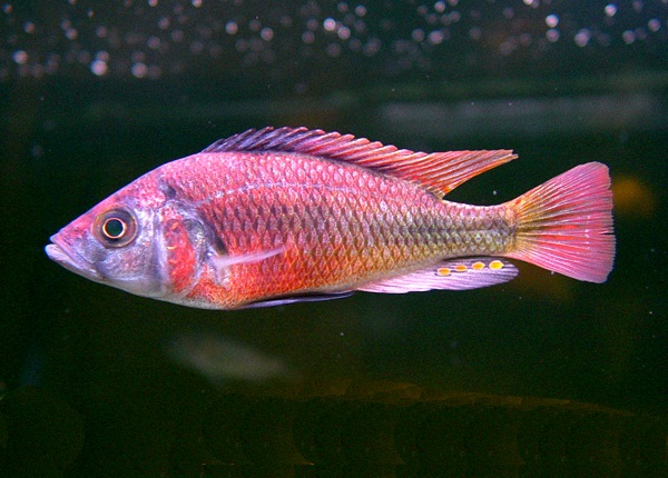 Lithochromis rufus, Haplochromis rufus