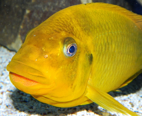 Petrochromis moshi yellow