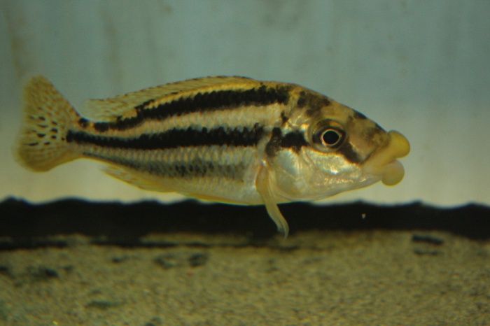 Cheilochromis euchilus mascul