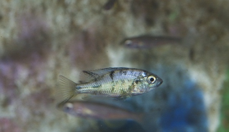 Paralabidochromis chromogynos