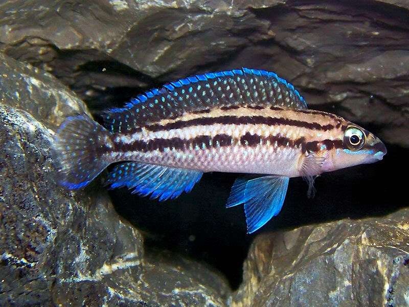 Ciclide Africane Julidochromis Dickfeldi