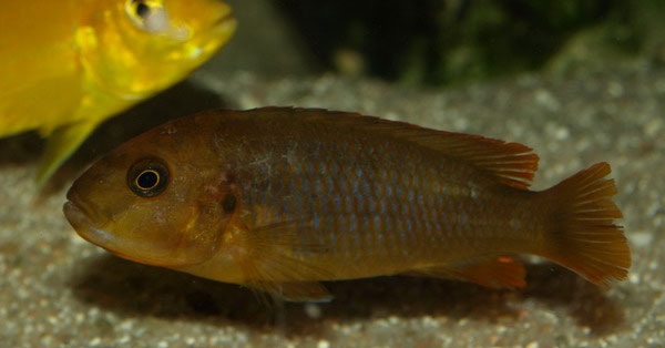 Iodotropheus sprengerae Rusty Cichlid