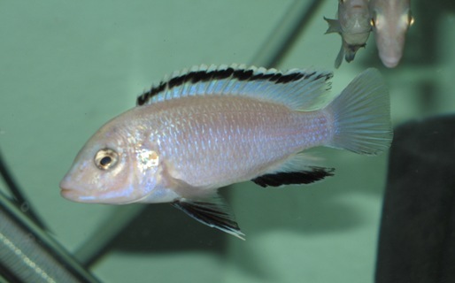 Labidochromis Caeruleus nkhata bay