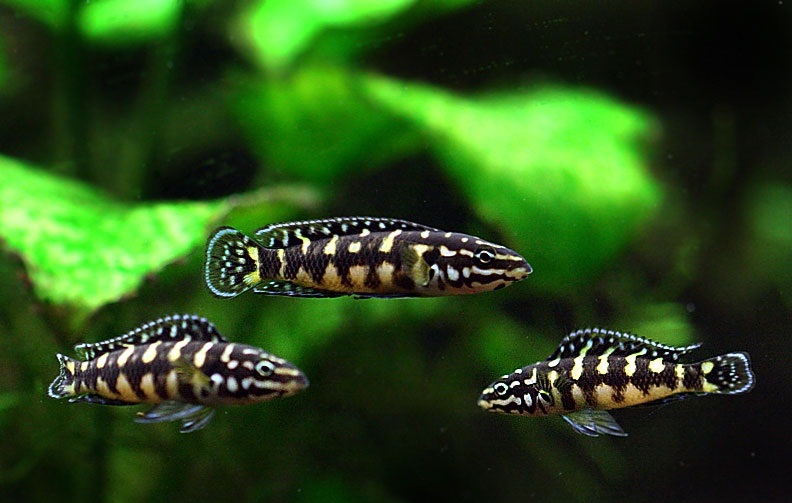 ciclide africane julidochromis marlieri - gombe