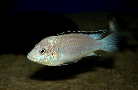 labidochromis-caeruleus-white-nkhata-bay
